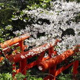 Ssakura above the red torii