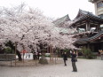 Sakura in Tochoji Temple