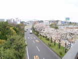 Sakura near Fukuoka Airport