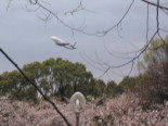 Sakura and an airplane