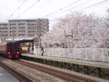 Sakura at a JR-station