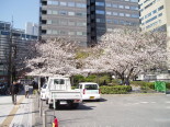 Sakura in a small park in Tenjin
