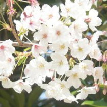 a close-up of a sakura