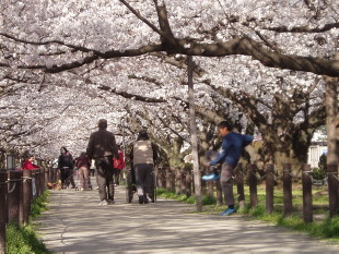 Tunnel of Sakura (Cherry blossoms) along the street in Fukuoka