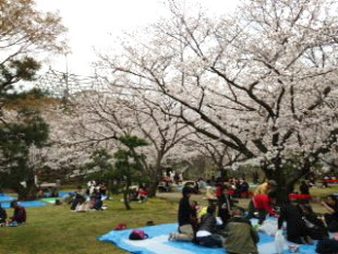 a picnic under Sakura