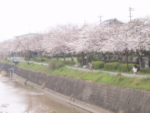 Sakura along the river bank