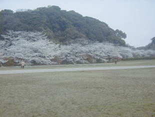 Sakura in Dazaifu Government Office Ruins