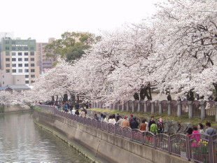 Sakura in Tenjin Central Park