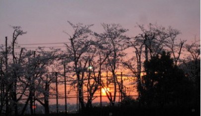 Sakura near Fukuoka Airport