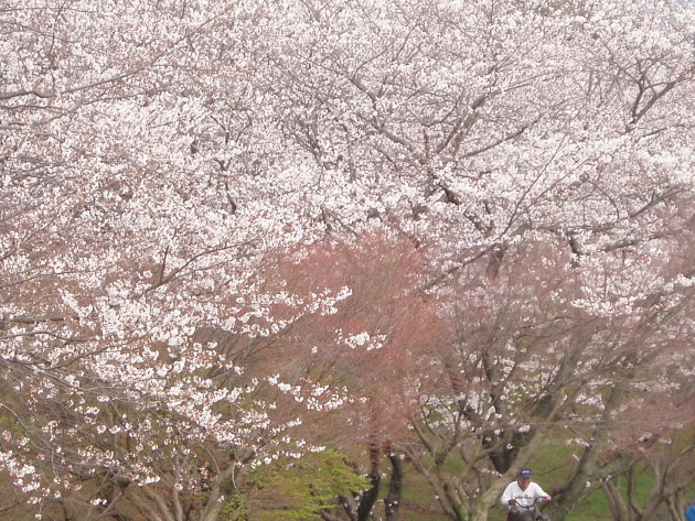 Sakura at Dazaifu Government Office Ruins