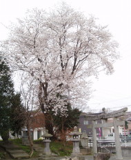 a big Sakura tree in a shrine