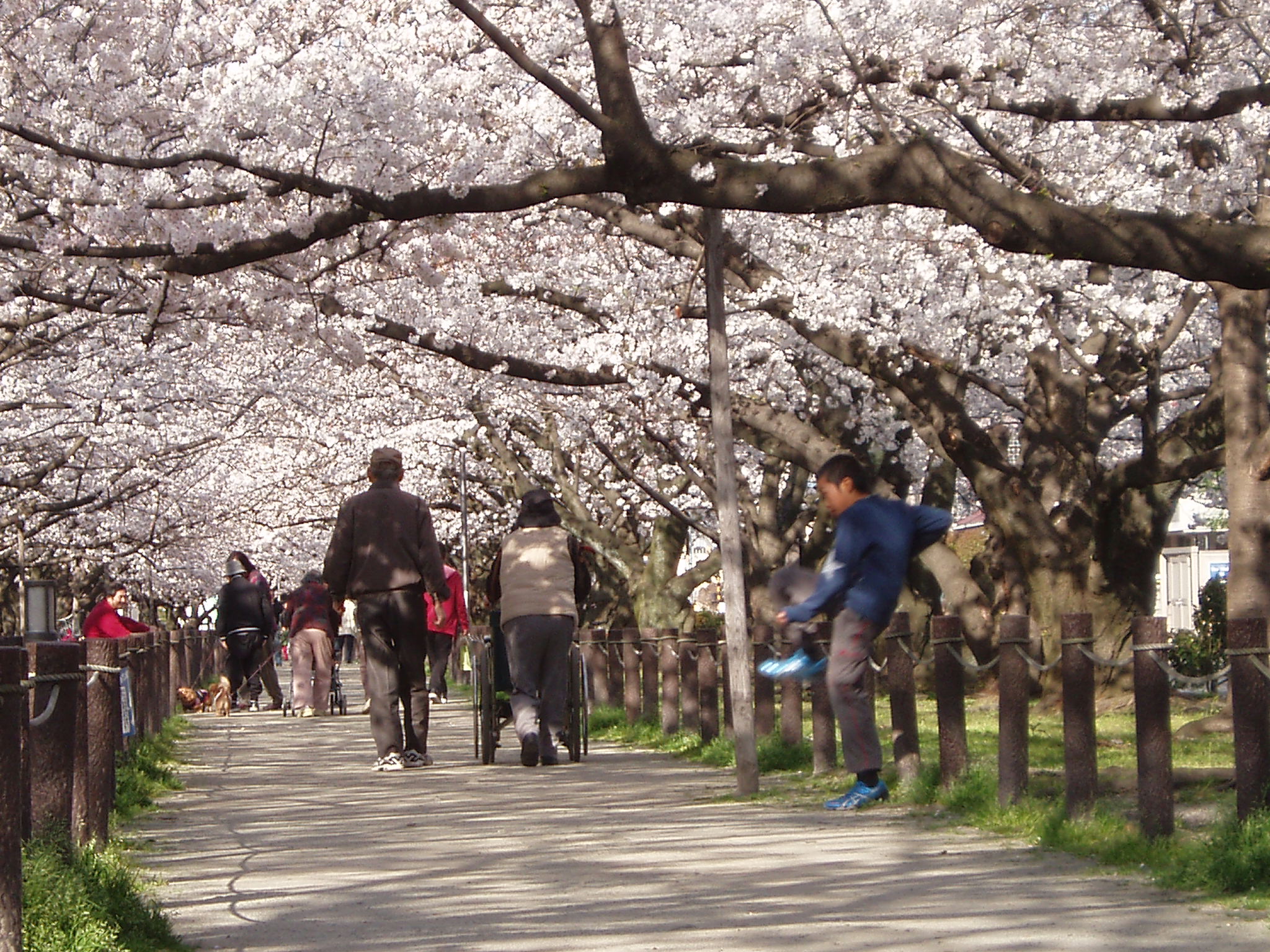 sakura-large photo-6