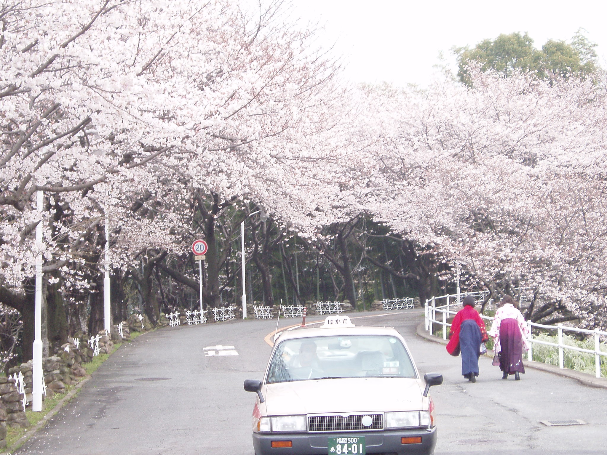 sakura-large photo-1