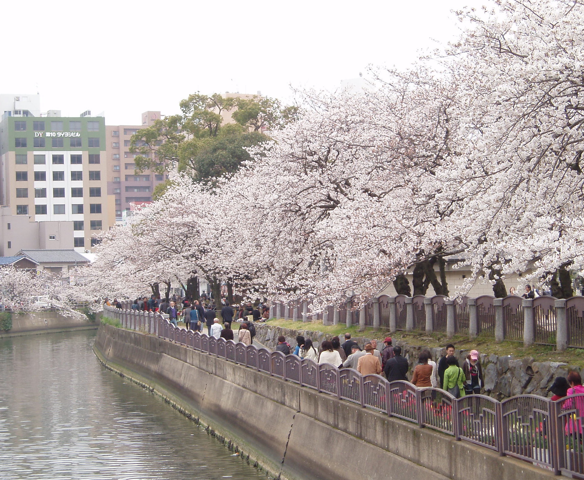 sakura-large photo-3