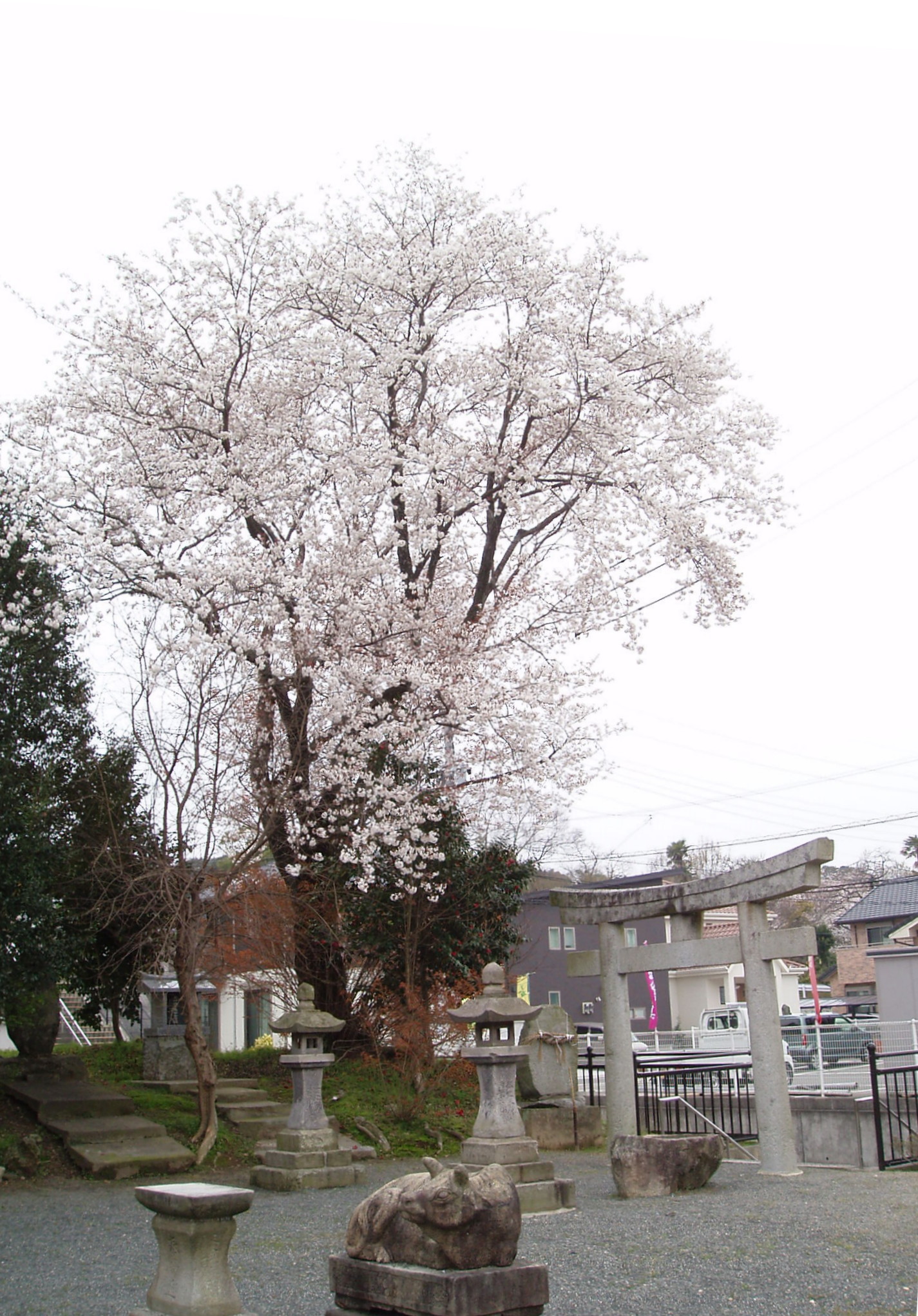 sakura-large photo-2